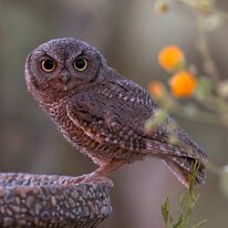 Western Screech owl_08A4344 Western screech-owl, Tucson, AZ