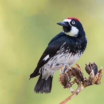 acorn woodpecker (5286p) Acorn woodpecker, Hereford, AZ