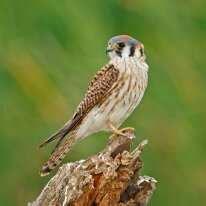 american kestrel (U3A0220) American kestrel, Las Cienegas, AZ