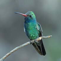 broad-billed hummingbird_08A6412 Broad-billed hummingbird, Portal, AZ
