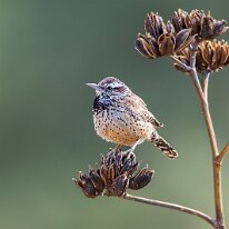 cactus wren (5757) Cactus wren, Hereford, AZ