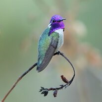 costas hummingbird_08A1643 Costa's hummingbird, Tucson, AZ