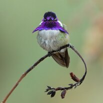 costas hummingbird_08A1740 Costa's hummingbird, Tucson, AZ