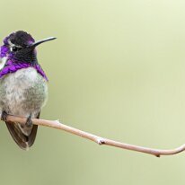 costas hummingbird_08A3654 Costa's hummingbird, Tucson, AZ