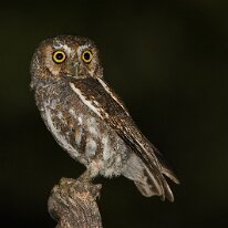 elf-owl-(5361) Elf owl, Hereford, AZ