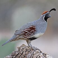 gambels quail_U3A2719 Gambel's quail, Tucson, AZ