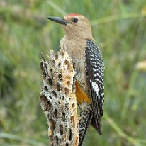 gila woodpecker_08A8263 Gila woodpecker, Tucson, AZ