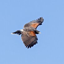 harris hawk_08A9372 Harris hawk, Tucson, AZ