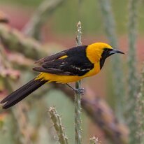 hooded oriole_08A4746 Hooded oriole, Tucson, AZ
