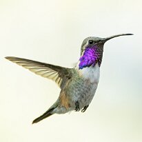 lucifer hummingbird_08A7061 Lucifer hummingbird, Portal, AZ