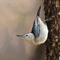 white breasted nuthatch_U3A7305 White-breasted nuthatch, Mount Lemmon, AZ