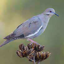 Arizona 20 White-winged dove, Hereford, AZ