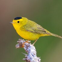 Arizona 20 Wilson's warbler, San Pedro Riparian Area, AZ