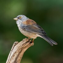 yellow-eyed junco_08A6888 Yellow-eyed junco, Portal, AZ