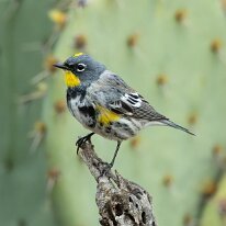yellow-rumped warbler_08A3767 Yellow-rumped warbler, Tucson, AZ