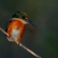 Brazil 2010 American pygmy kingfisher, Pantanal, Brazil