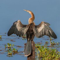 Brazil 2010 Anhinga, Pantanal, Brazil