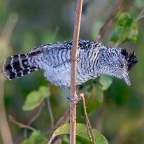 Brazil 2010 Barred antshrike, Pantanal, Brazil