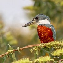 Brazil 2010 Belted kingfisher, Pantanal, Brazil
