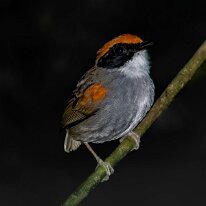 Brazil 2010 Black-cheeked gnateater, REGUA, Brazil