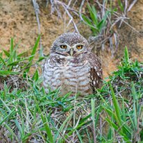 Brazil 2010 Burrowing owl, REGUA, Brazil