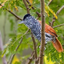 Brazil 2010 Chestnut-backed antshrike, Pantanal, Brazil