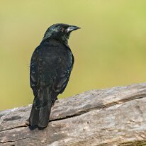 Brazil 2010 Chopi blackbird, Chapada dos Guimaraes, Brazil