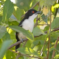 great antshrike-(5951) Great antshrike, Pantanal, Brazil