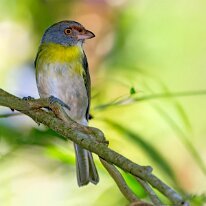 Brazil 2010 Rufous-browed peppershrike, Mata Atlantica, Brazil