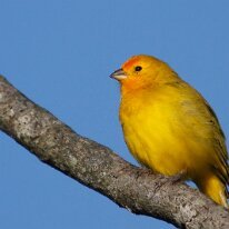saffron-finch Saffron finch, Pantanal, Brazil