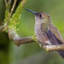 Brazil 2010 Sombre hummingbird, Mata Atlantica, Brazil