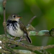 Brazil 2010 Southern antpipit, Mata Atlantica, Brazil