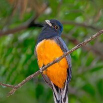 Brazil 2010 Surucua trogon, Mata Atlantica, Brazil