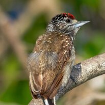 Brazil 2010 White-wedged piculet, Pantanal, Brazil