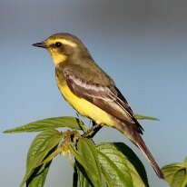 yellow-browed-tyrant Yellow-browed tyrant, REGUA, Brazil