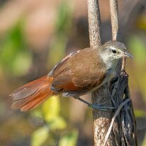 Brazil 2010 Yellow-chinned spinetail, Pantanal, Brazil