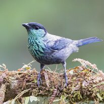 black-crowned tanager_08A0705 Black-crowned tanager, Finca La Florida, Colombia