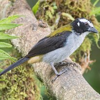 black-winged saltator_08A0651 Black-winged saltator, Finca La Florida, Colombia