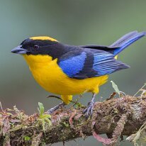 blue-winged mountain tanager_08A9954 Blue-winged mountain-tanager, Finca La Florida, Colombia