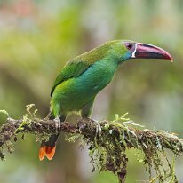 crimson-rumped toucanet_08A0346 Crimson-rumped toucanet, Finca La Florida, Colombia