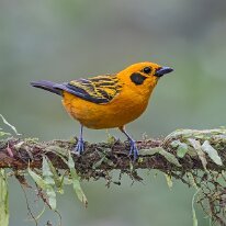 golden tanager_08A0512 Golden tanager, Finca La Florida, Colombia