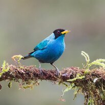 green honeycreeper2_08A0315 Green honeycreeper, Finca La Florida, Colombia