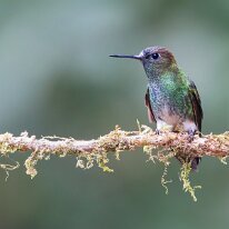 greenish puffleg_08A0260 Greenish puffleg, Doña Dora, Colombia