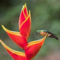 long-tailed sylph2_08A0189 Long-tailed sylph, Finca La Florida, Colombia