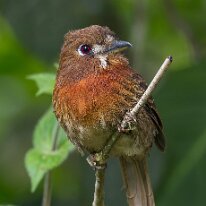 moustached puffbird_08A0824 Moustached puffbird, Doña Dora, Colombia