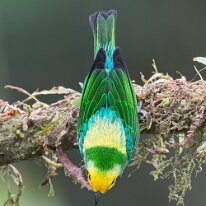 multicolored tanager_08A0453 Multicolored tanager, Finca La Florida, Colombia