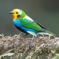 multicolored tanager_08A0532 Multicolored tanager, Finca La Florida, Colombia
