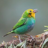 multicolored tanager_08A0568 Multicolored tanager, Finca La Florida, Colombia