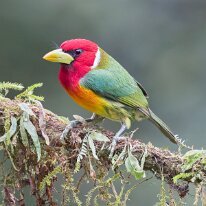 red-headed barbet_08A0404 Red-headed barbet, Finca La Florida, Colombia