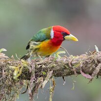 red-headed barbet_08A9906 Red-headed barbet, Finca La Florida, Colombia